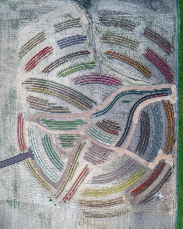 Where Tulips Take Flight - Image 3